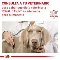Royal Canin Veterinary Canine Recovery Mousse Perros Y Gatos -Gatos Perros Suministros Tienda rc vet wet mixrecov200g cv eretailkit 7 es es 0