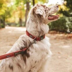 Correa Nomad Tales Blush Vino Para Perros -Gatos Perros Suministros Tienda v325600 325601 nomadtales blush hundeleine rose hs 09 2